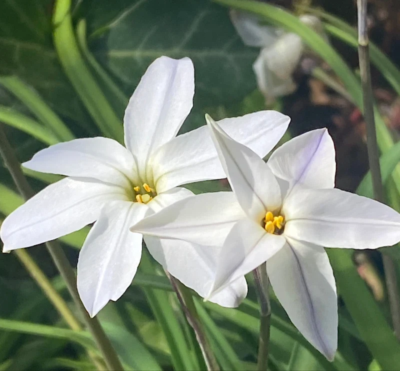 Ipheion uniflorum 'Alberto Castillo' - Einblütiger Frühlingsstern