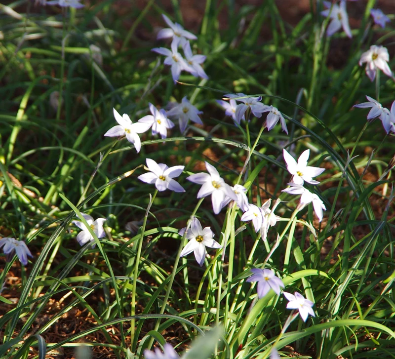 Ipheion uniflorum 'Wisley Blue' - Einblütiger Frühlingsstern