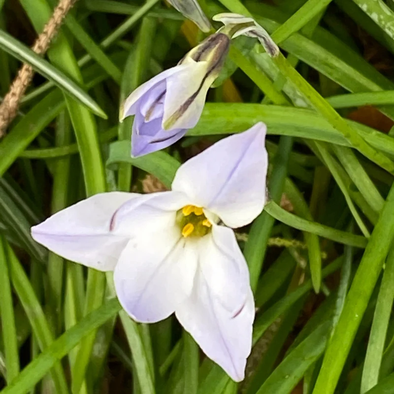 Ipheion uniflorum - Einblütiger Frühlingsstern