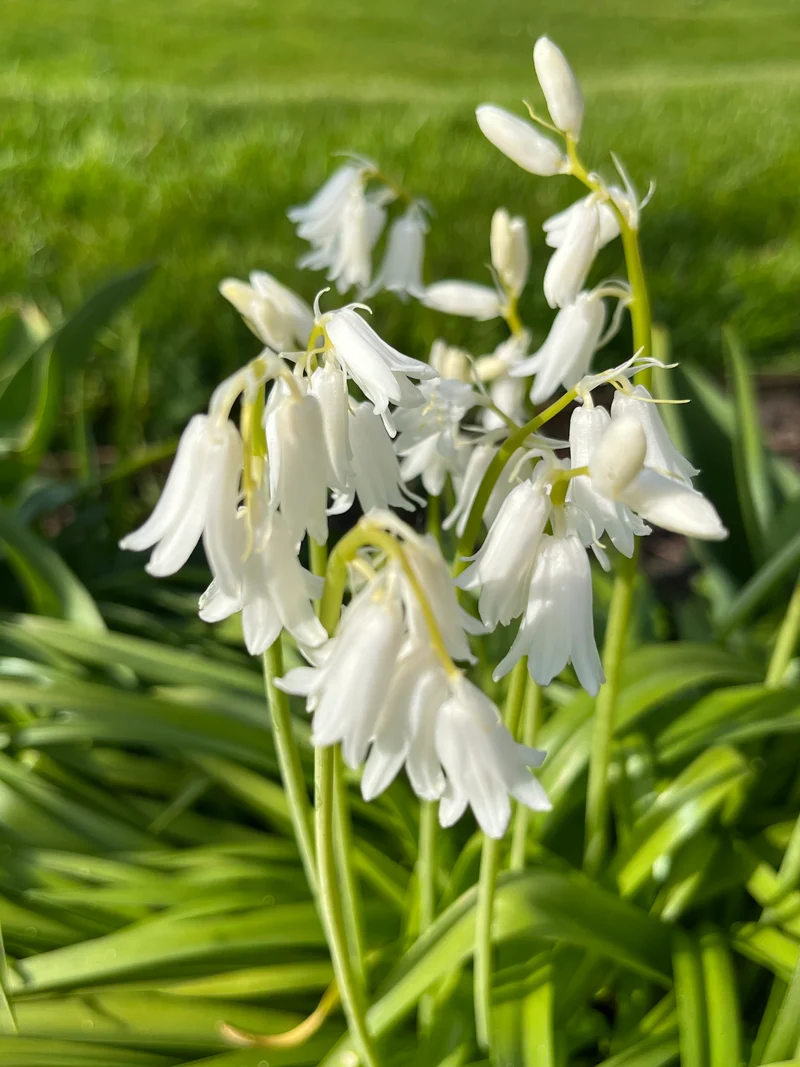 Hyacinthoides hispanica 'Alba Maxima' - Spanisches Hasenglöckchen