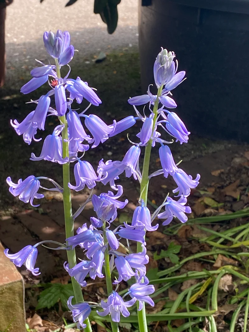 Hyacinthoides hispanica 'Excelsior' - Spanisches Hasenglöckchen