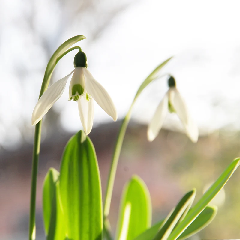 Galanthus nivalis 'Mount Everest' - Schneeglöckchen
