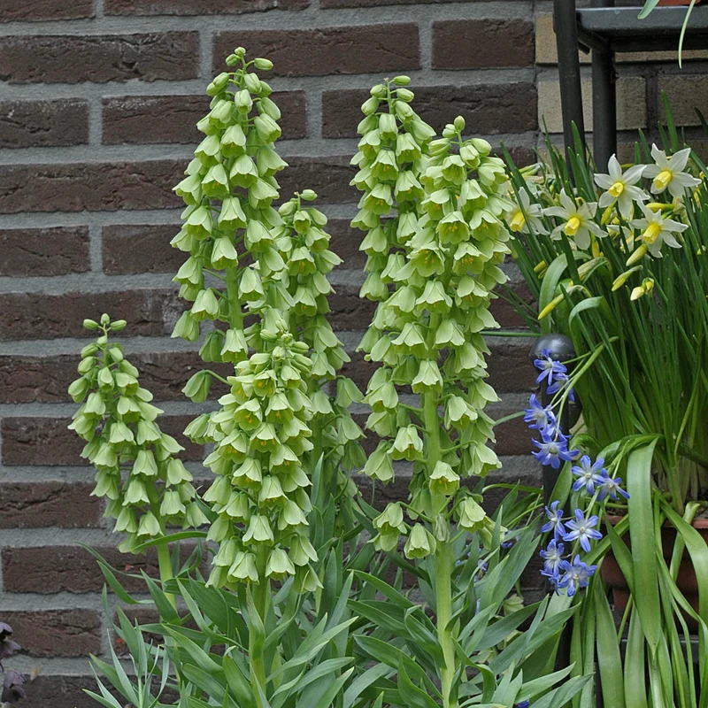 Fritillaria persica 'Alba' - Persische Kaiserkrone