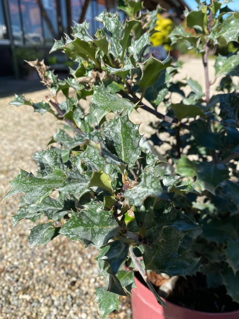 Stechpalme 'Blue Angel'® / Ilex meserveae 'Blue Angel'®