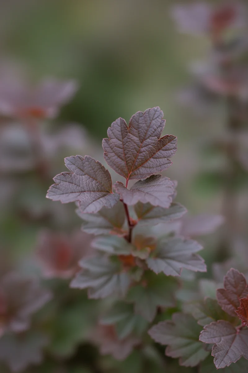Fasanenspiere / Physocarpus opulifolius 'Little Angel'