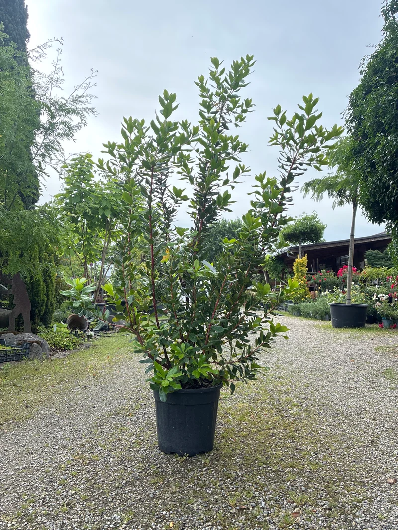 Westlicher Erdbeerbaum / Arbutus unedo