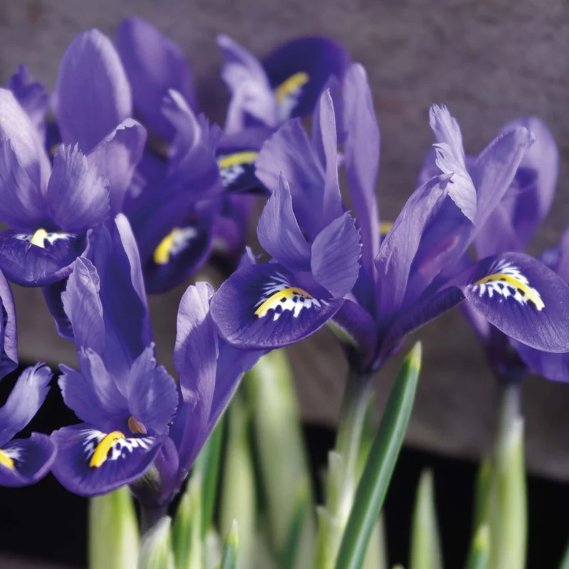 Iris reticulata 'Harmony' - Netzblatt-Iris