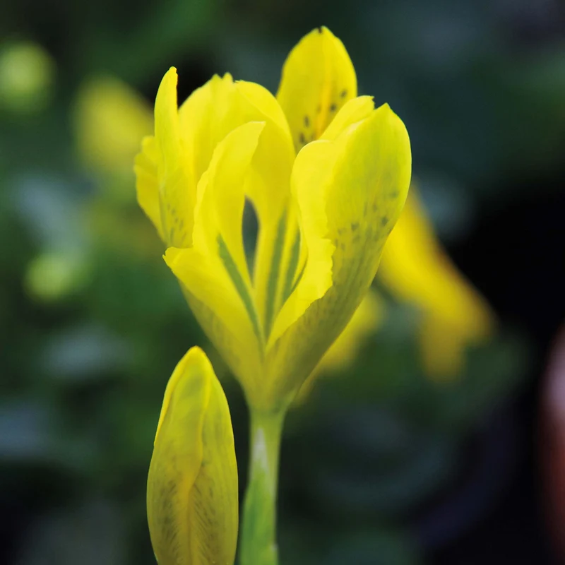 Iris danfordiae - Danford-Schwertlilie