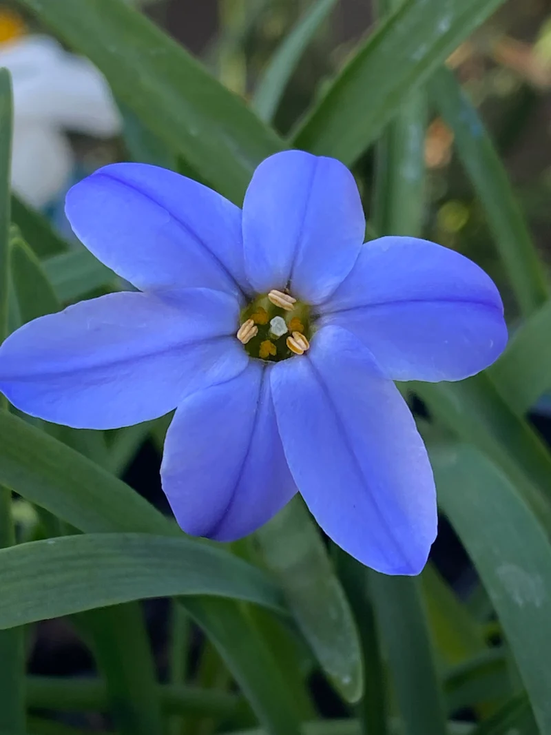 Ipheion uniflorum 'Rolf Fiedler' - Einblütiger Frühlingsstern