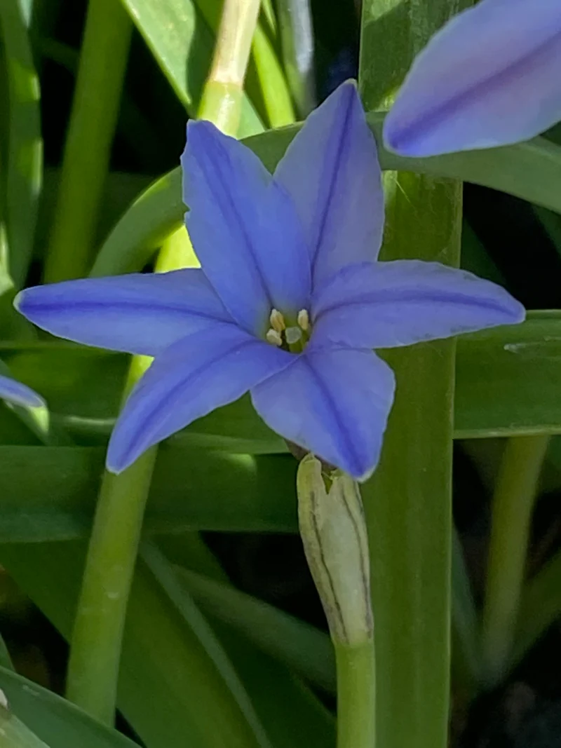 Ipheion uniflorum 'Jessie' - Einblütiger Frühlingsstern