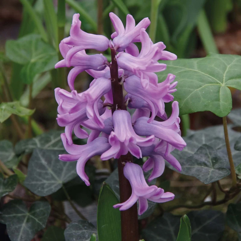 Hyacinthus 'Splendid Cornelia' - Hyazinthe