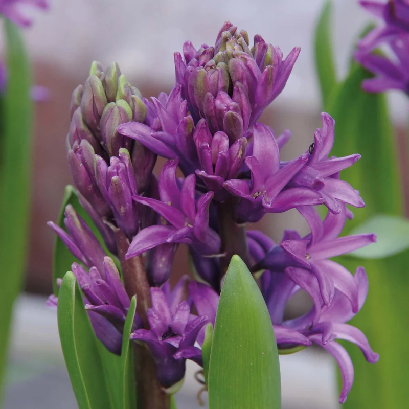 Hyacinthus 'Woodstock' - Hyazinthe