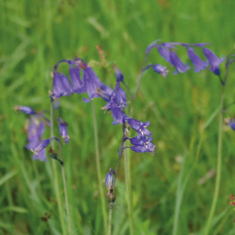 Hyacinthoides non-scripta - Atlantisches oder Englisches Hasenglöckchen
