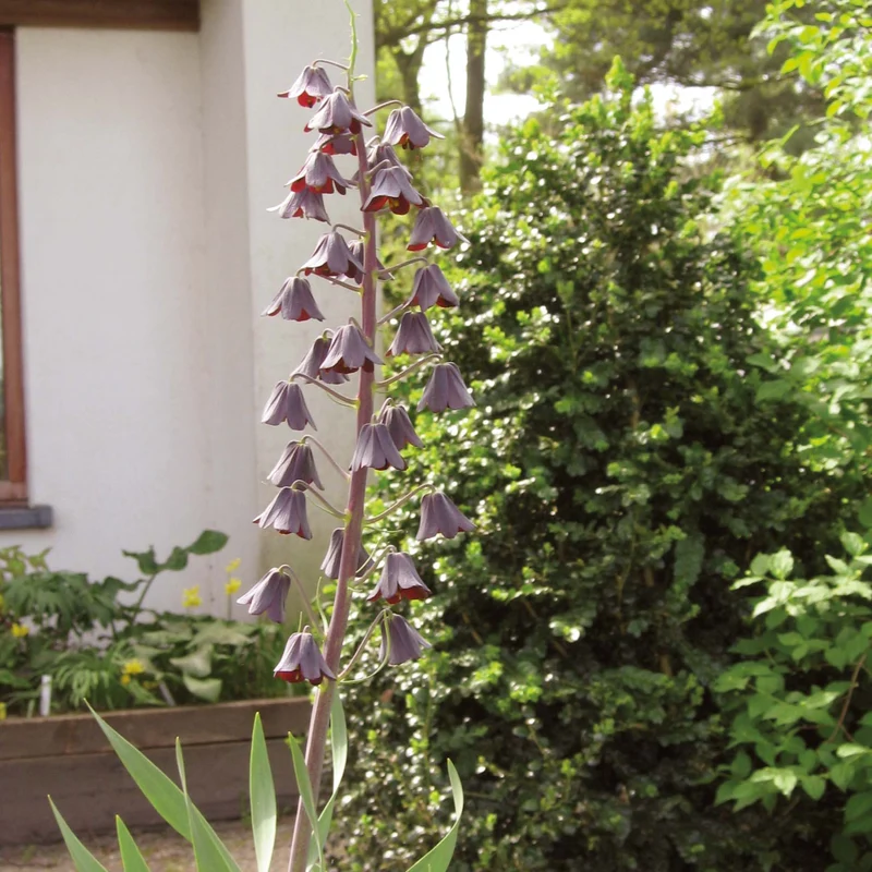 Fritillaria persica - Persische Kaiserkrone