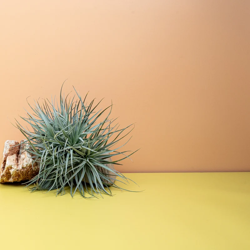 TILLANDSIA SILVER