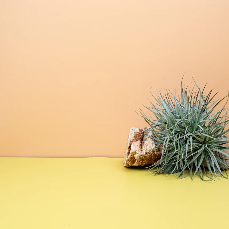 TILLANDSIA SILVER