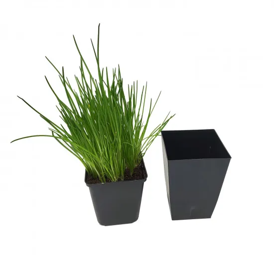 Anthrazitfarbene Übertöpfe für 9-cm-Vierkanttöpfe
