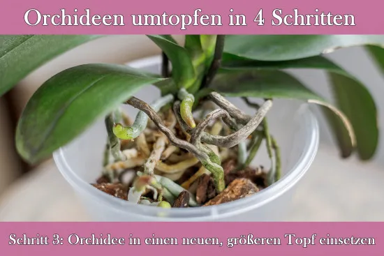 Transparente Orchideentöpfe – drei Größen und vier Packungen