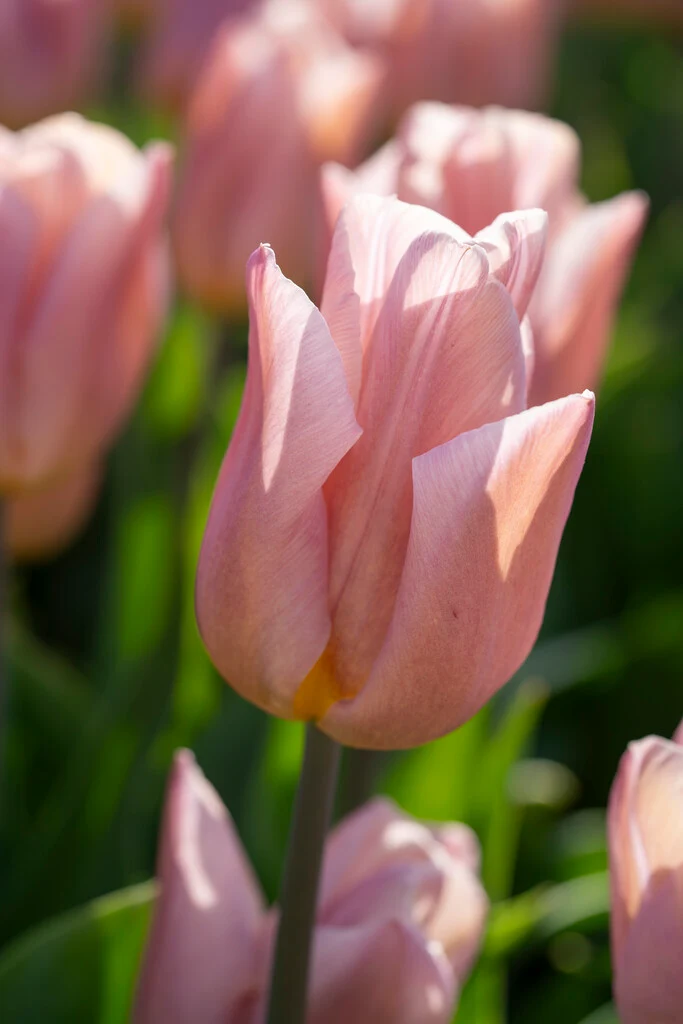 Tulipa ‘Apricot Copex’® - Triumph Tulpe