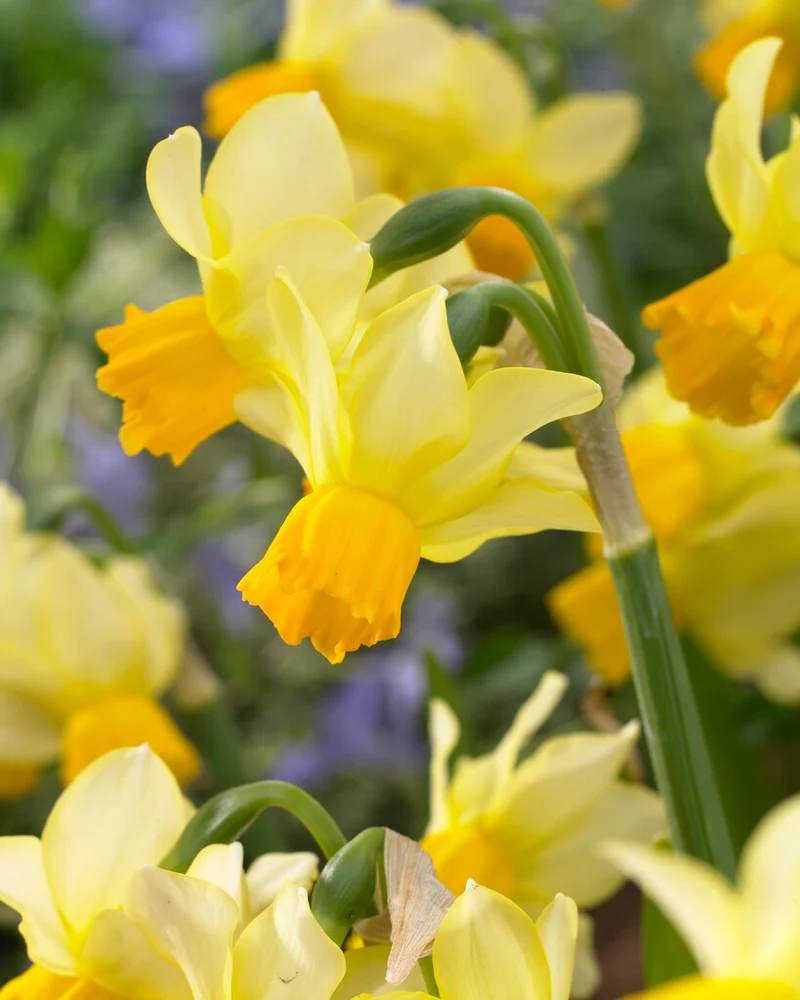 Narcissus ‘Eaton Song’ - Jonquilla Narzisse