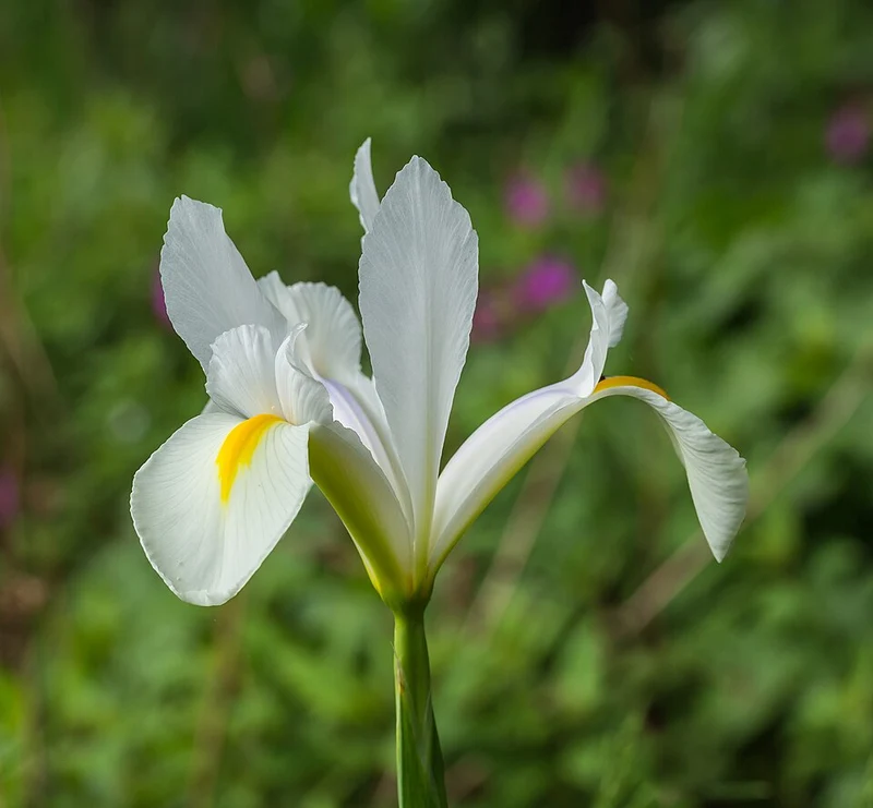 Iris hollandica ‘Alaska’ - Holländische Schwertlilie