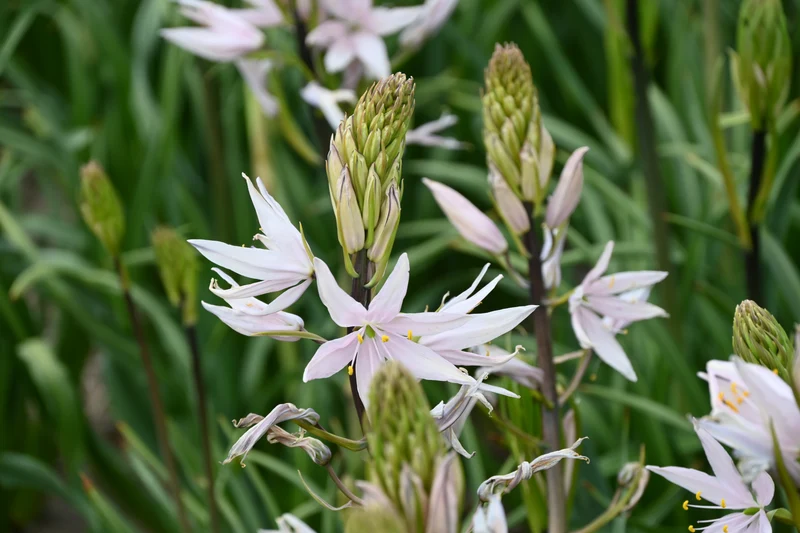 Camassia leichtlinii ‘Pink Star‘ - Leichtlins Prairielilie