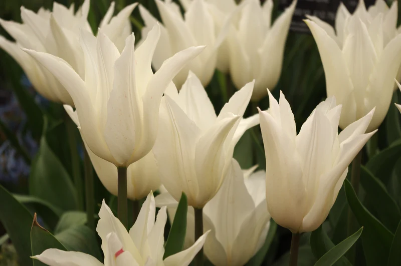 Tulipa 'Tres Chic' - Lilienblütige Tulpe