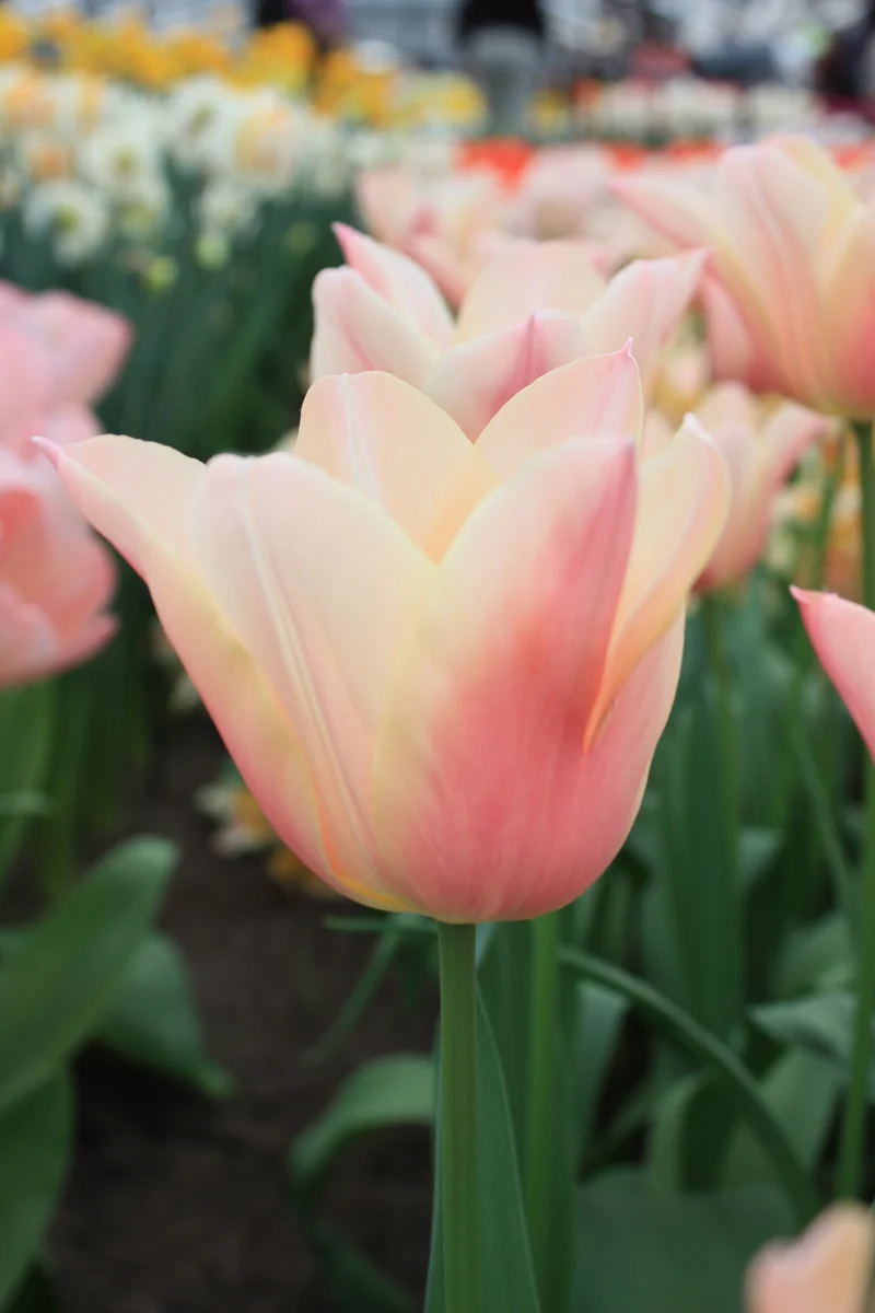 Tulipa 'Sanne' - Triumph Tulpe