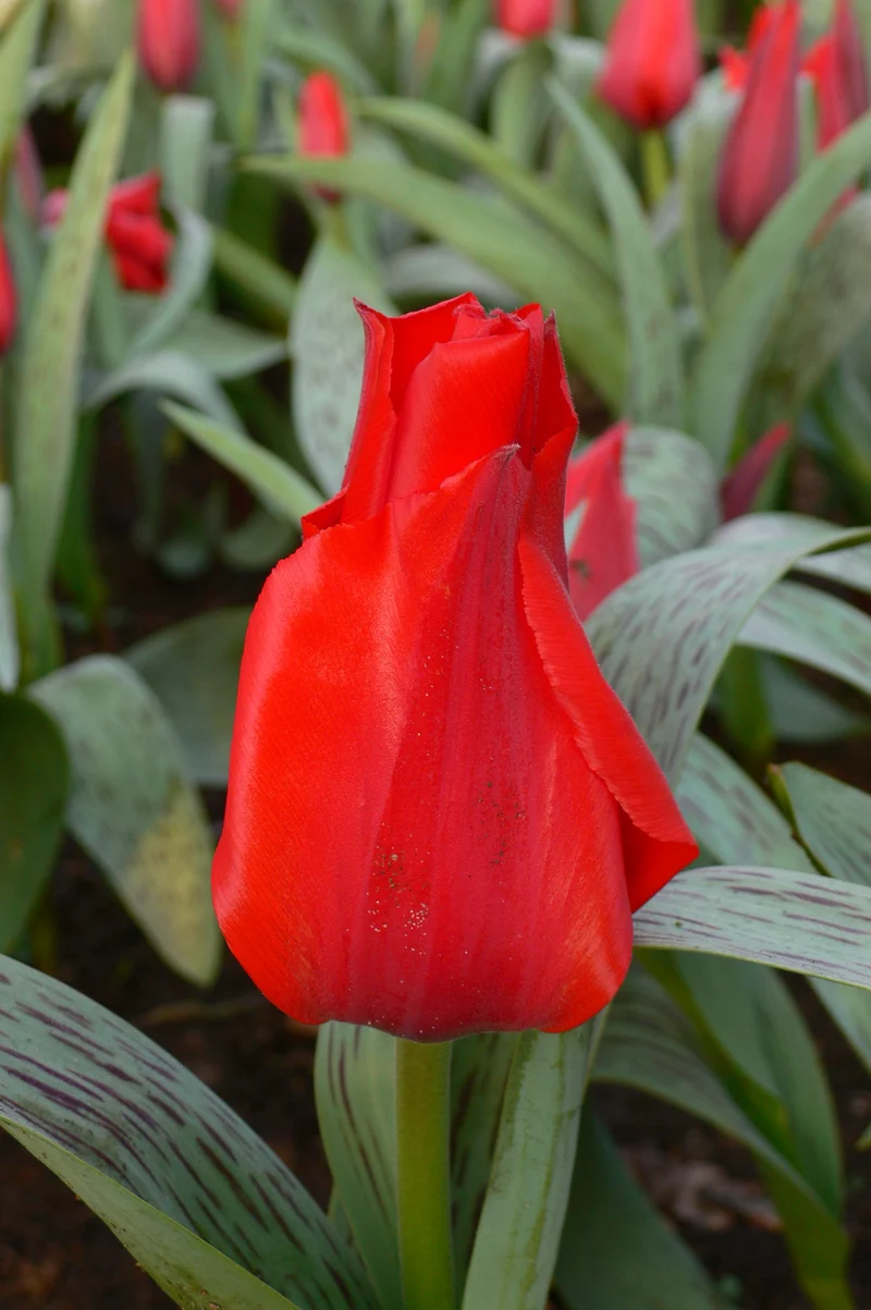 Tulipa 'Princess Charmante' - Greigii Tulpe