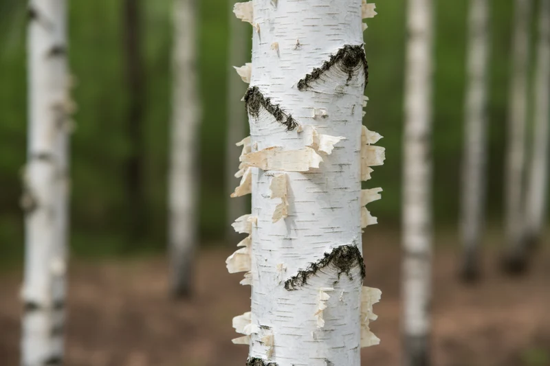 Sandbirke / Betula pendula