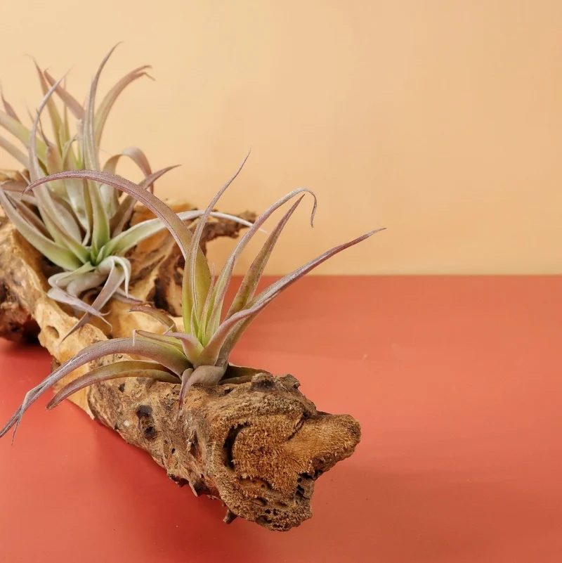 TILLANDSIA CAPITATA PEACH
