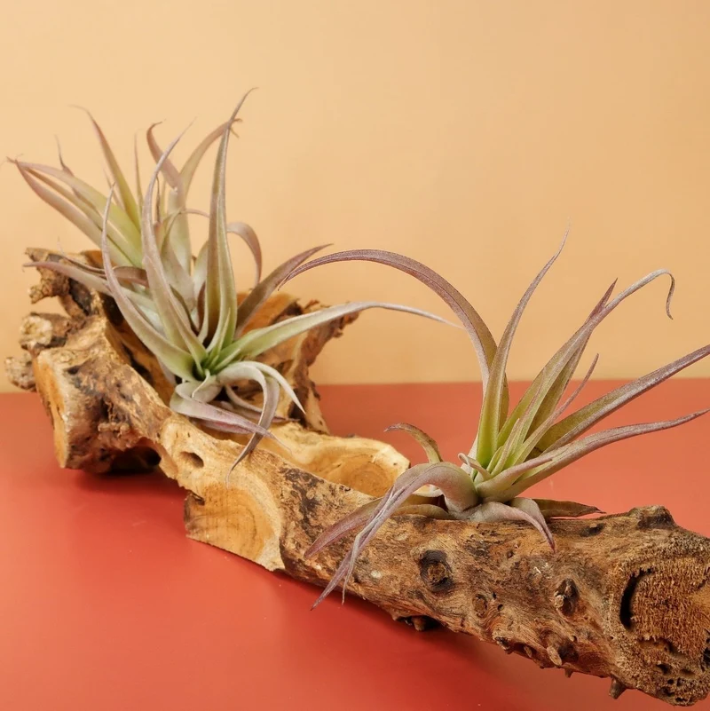 TILLANDSIA CAPITATA PEACH