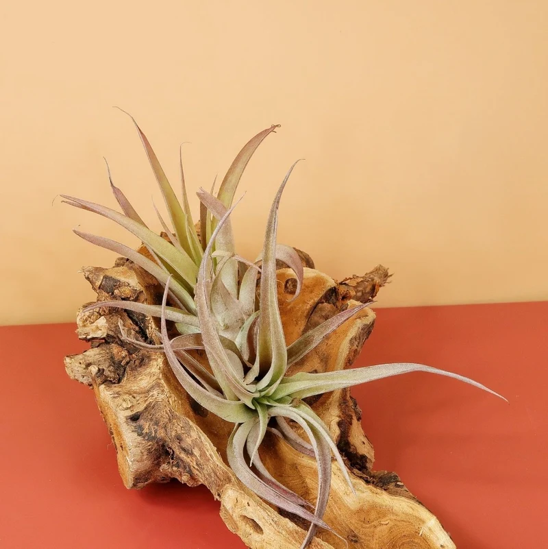 TILLANDSIA CAPITATA PEACH