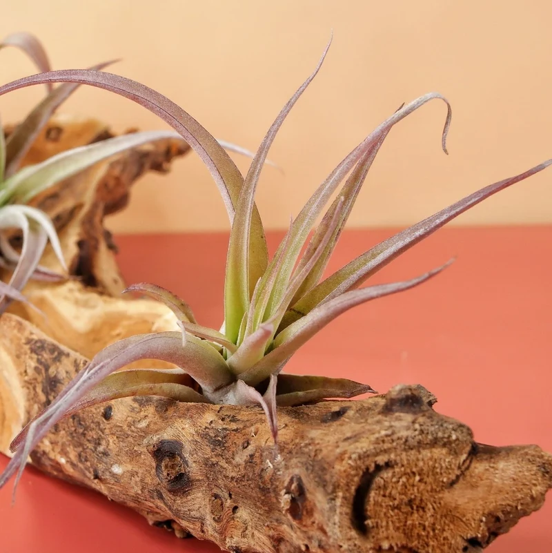 TILLANDSIA CAPITATA PEACH