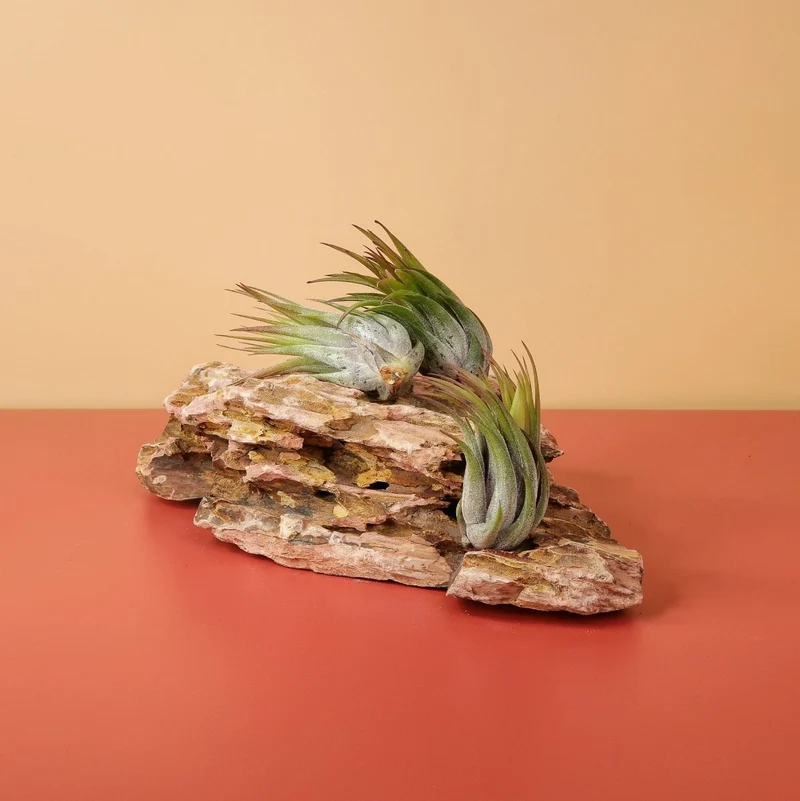 TILLANDSIA IONANTHA SCAPOSA