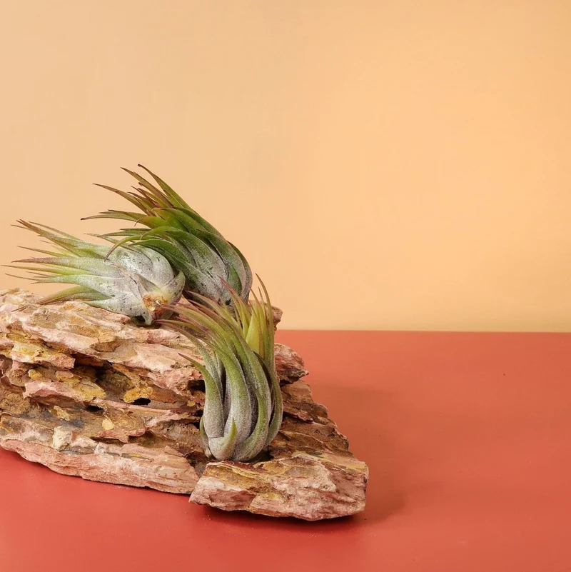 TILLANDSIA IONANTHA SCAPOSA