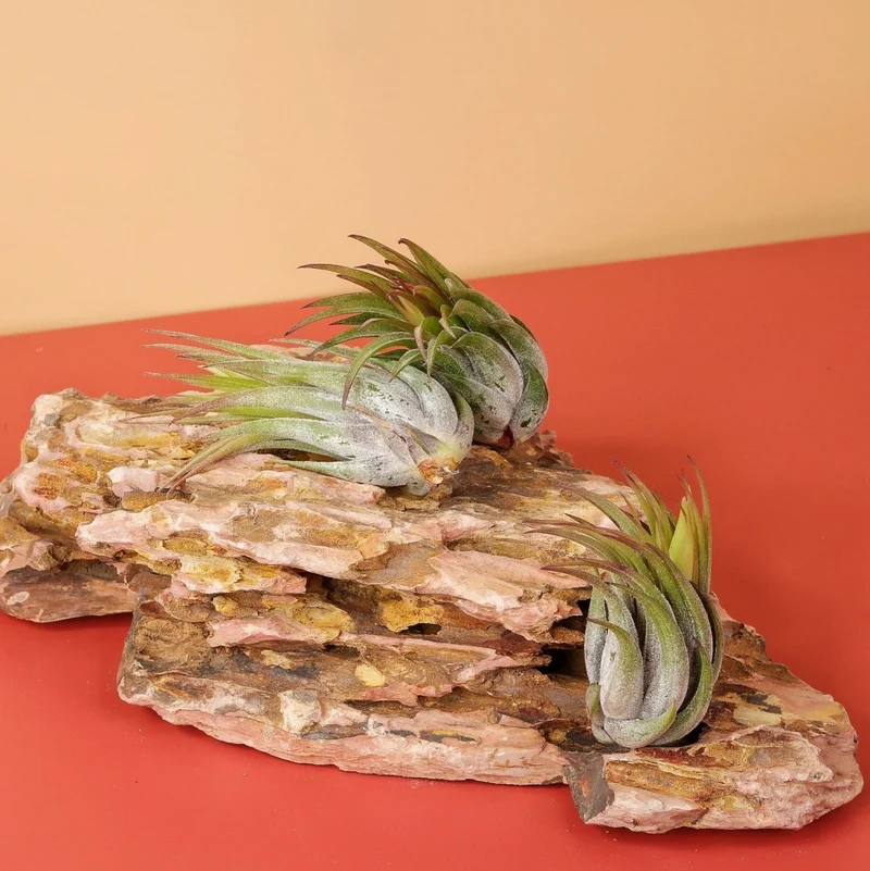 TILLANDSIA IONANTHA SCAPOSA