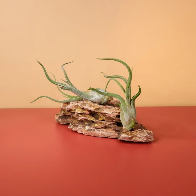TILLANDSIA CAPUT MEDUSAE