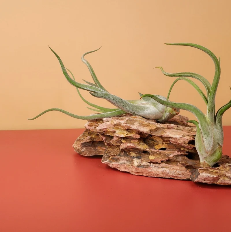 TILLANDSIA CAPUT MEDUSAE