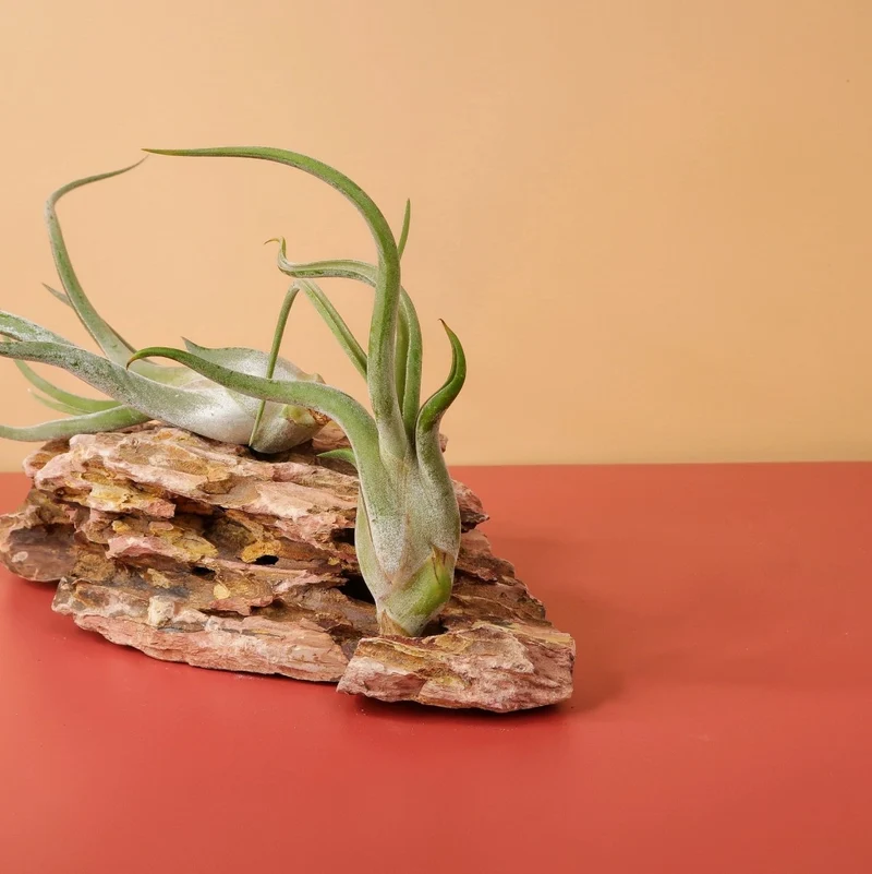 TILLANDSIA CAPUT MEDUSAE