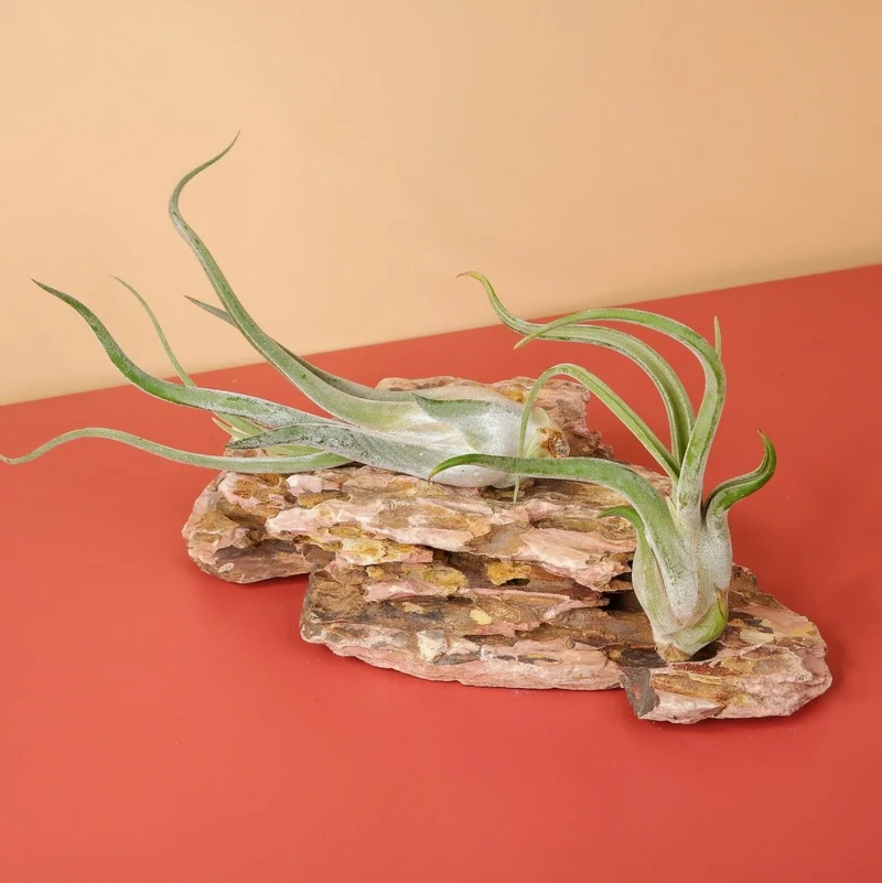 TILLANDSIA CAPUT MEDUSAE