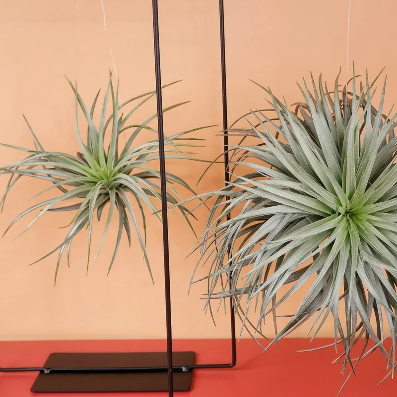 AIRPLANT HOLDER - RECTANGLE BLACK