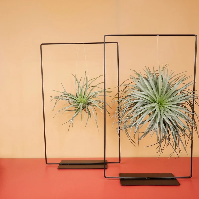 AIRPLANT HOLDER - RECTANGLE BLACK
