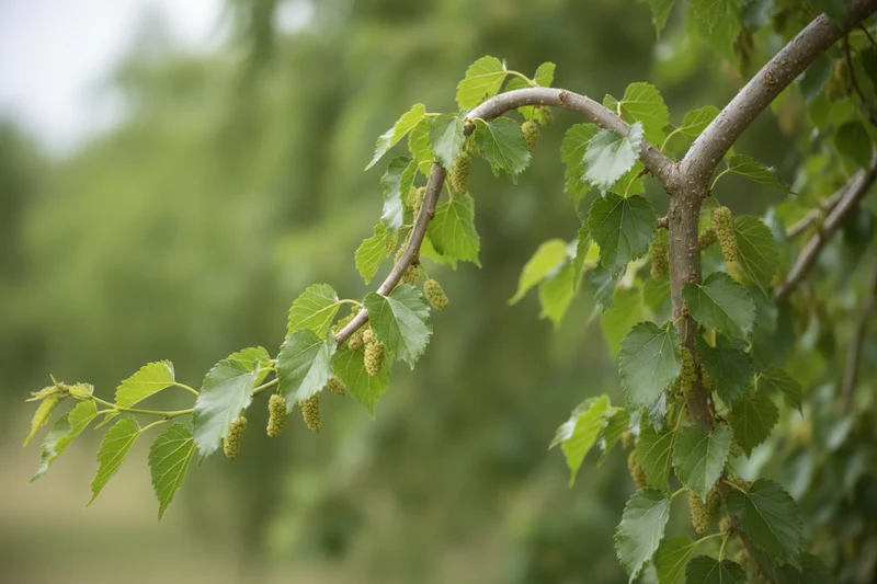 Weißer Maulbeerbaum 'Pendula' / Morus alba 'Pendula', Stamm
