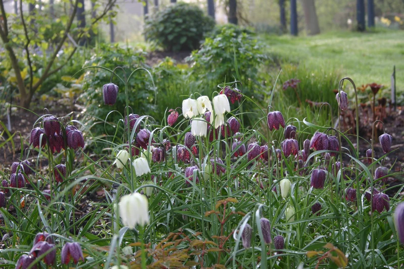 Fritillaria meleagris 'Alba' - Schachbrettblume