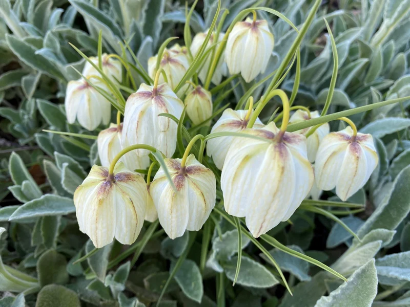 Fritillaria meleagris 'Alba' - Schachbrettblume