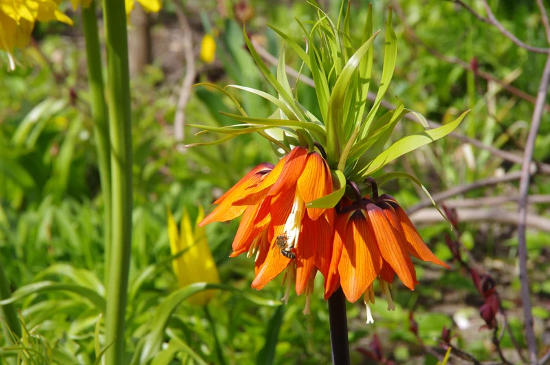 Fritillaria imperialis 'Rubra' - Kaiserkrone