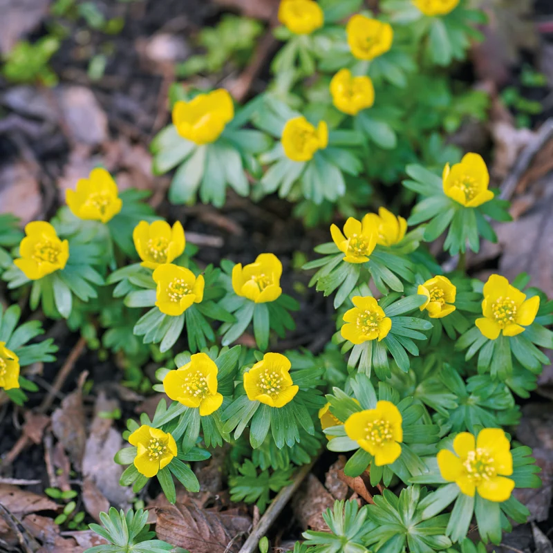 Eranthis cilicica - Winterling