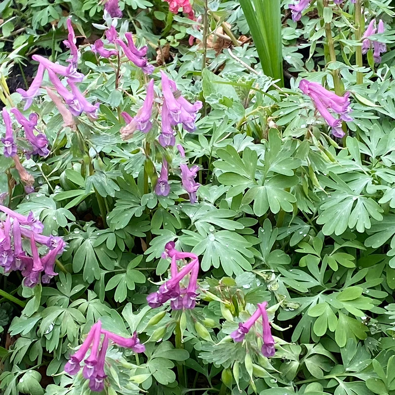 Corydalis solida - Gefingerte Lerchensporn