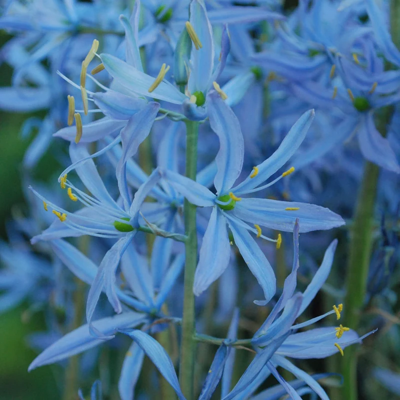 Camassia leichtlinii 'Blue Heaven' - Leichtlin Prärielilie